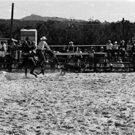 Calf roping, Noosa Rodeo, Weyba Ranch, Noosaville, 10 June 1973 