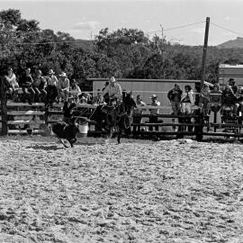 Calf roping, Noosa Rodeo, Weyba Ranch, Noosaville, 10 June 1973 