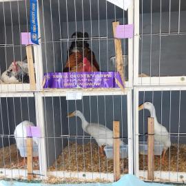 Exhibition poultry, Noosa Country Show, Pomona, 10 September 2022