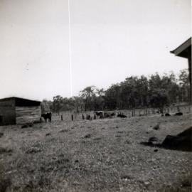 Cow bales, Wallace House, Noosaville, 1963