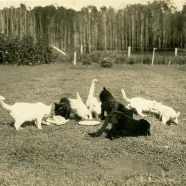 Cats galore, half-bred Siamese, Noosaville, February 1932