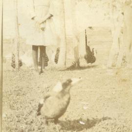 Eileen Ross and feathered friends, Cooroy, 1920s