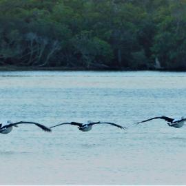 Pelicans, Noosa River, Noosaville, September 2021