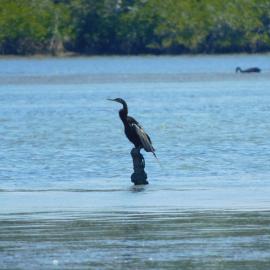 Cormorant, Noosa River, Noosaville, September 2021