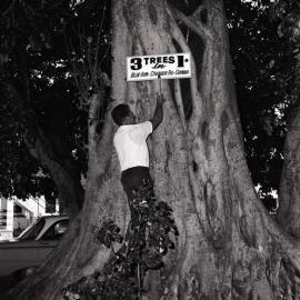 Councillor Ned Earl, Three-in-One Tree, Memorial Park, Tewantin, 1971