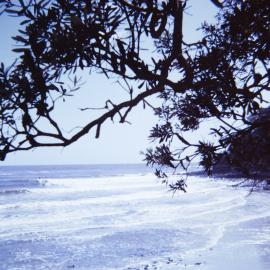 Boardriders, Noosa National Park, Noosa Heads