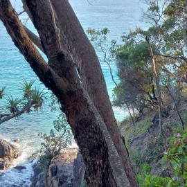 Coastal Walk, Noosa National Park, Noosa Heads, 1 August 2023