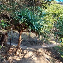 Coastal Walk, Noosa National Park, Noosa Heads, 1 August 2023