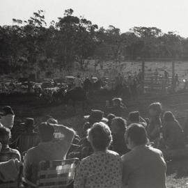 Cattle roundup, Pomona Rodeo, Pomona Showgrounds, Exhibition Street, Pomona, 26 June 1977