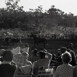 Cattle roundup, Pomona Rodeo, Pomona Showgrounds, Exhibition Street, Pomona, 26 June 1977