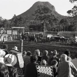 Bull rider, Pomona Rodeo, Pomona Showgrounds, Exhibition Street, Pomona, 26 June 1977