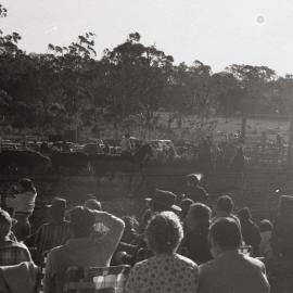 Cowboys and cattle, Pomona Rodeo, Pomona Showgrounds, Exhibition Street, Pomona, 26 June 1977