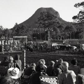 Bull rider, Pomona Rodeo, Pomona Showgrounds, Exhibition Street, Pomona, 26 June 1977