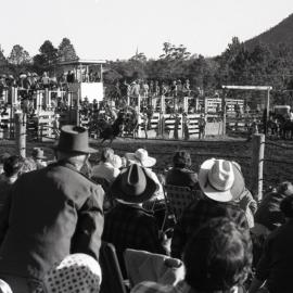 Bull rider, Pomona Rodeo, Pomona Showgrounds, Exhibition Street, Pomona, 26 June 1977