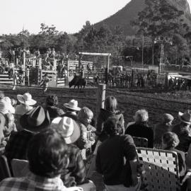 Bull rider, Pomona Rodeo, Pomona Showgrounds, Exhibition Street, Pomona, 26 June 1977