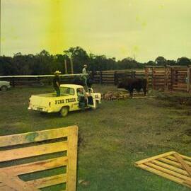 Bull standoff, Weyba Ranch, Sunset Drive, Noosa Heads, June 1972