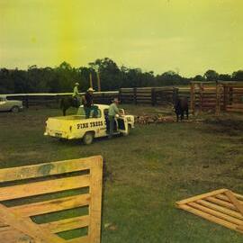 Bull standoff, Weyba Ranch, Sunset Drive, Noosa Heads, June 1972