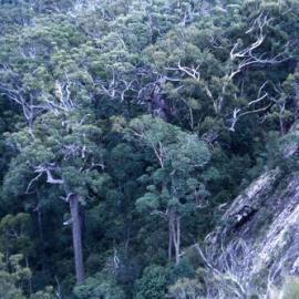 Bushland, Noosa Hinterland