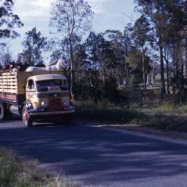 Delivering the herd, Cooroy