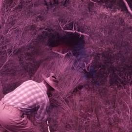 Exploring the bush, Harry Spring