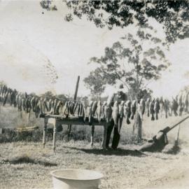 Quite the catch, Noosaville, August 1951