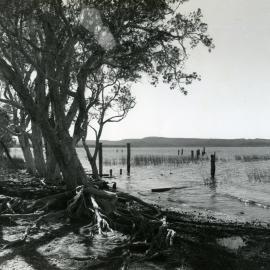 Elanda Point Wharf piles, Como, 1980s