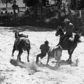 Bulldogging, Pomona Rodeo, Pomona Showgrounds, Exhibition Street, Pomona, ca 1980s