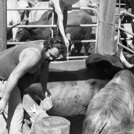Checking the cattle, Pomona Rodeo, Pomona Showgrounds, Exhibition Street, Pomona, ca 1980s