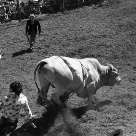 Clowns to the rescue, bull riding, Pomona Rodeo, Pomona Showgrounds, Exhibition Street, Pomona, ca 1980s