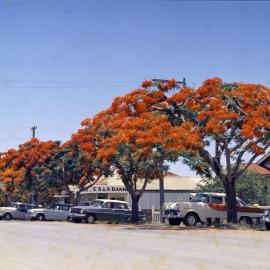 Poinciana Avenue, Tewantin, 1960s