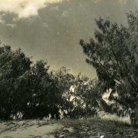 Beach vegetation, Noosa North Shore, ca 1940s