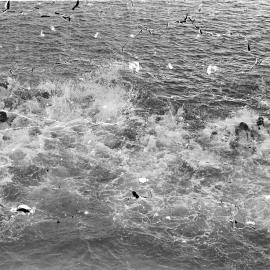 Competitors, Open Cross River Swim, Festival of Waters, Noosaville, 2 September 1973