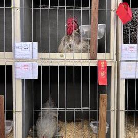 Exhibition poultry, Noosa Country Show, Pomona, 14 September 2024