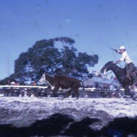 Calf roping, Noosa Rodeo, Weyba Ranch, Sunset Drive, Noosa Heads, August 1972