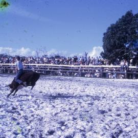 Calf rider, Noosa Rodeo, Weyba Ranch, Sunset Drive, Noosa Heads, August 1972