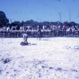 Calf roping, Noosa Rodeo, Weyba Ranch, Sunset Drive, Noosa Heads, August 1972