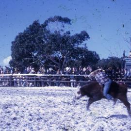 Calf rider, Noosa Rodeo, Weyba Ranch, Sunset Drive, Noosa Heads, August 1972