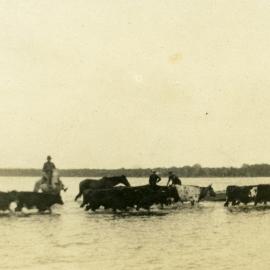 Cattle muster, Lake Cooroibah, Noosa North Shore