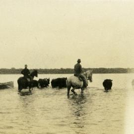 Cattle muster, Lake Cooroibah, Noosa North Shore