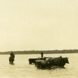 Cattle muster, Lake Cooroibah, Noosa North Shore