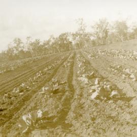 Cabbages, possibly 'Coonambla', Mundubbera