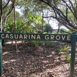 Casuarina Grove, Noosa Boardwalk, Noosa Main Beach, Noosa Heads, 17 March 2025