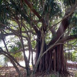 Fig tree, Noosa Main Beach boardwalk, Noosa Heads, 17 March 2025