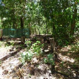 Garden beds, Johns Landing Campground, 118 Johns Road, Cooroibah, 22 November 2017