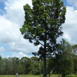 Johns Landing Campground, 118 Johns Road, Cooroibah, 22 November 2017