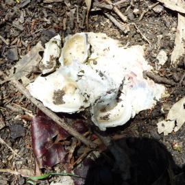 Fungi, Johns Landing Campground, 118 Johns Road, Cooroibah, 22 November 2017