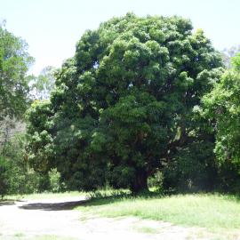 Johns Landing Campground, 118 Johns Road, Cooroibah, 22 November 2017