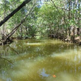 Tronson's Drain, Noosa River, Cooroibah, 2 October 2020