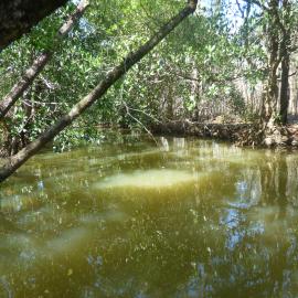 Tronson's Drain, Noosa River, Cooroibah, 2 October 2020