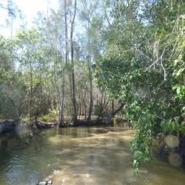 Tronson's Drain, Noosa River, Cooroibah, 2 October 2020